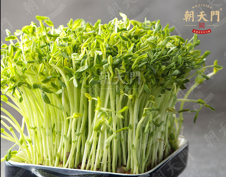 活體綠豆芽